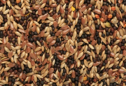 Mixed Canary Seed